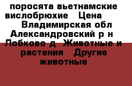поросята вьетнамские вислобрюхие › Цена ­ 2 000 - Владимирская обл., Александровский р-н, Лобково д. Животные и растения » Другие животные   